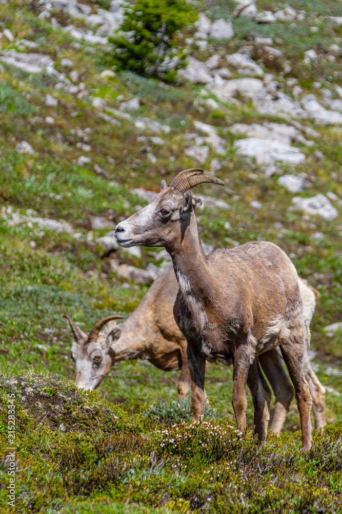 Mountain Goats Grazing on Parker Ridge in Canadian Rockies Mountain Goats Grazing on Parker Ridge in Canadian Rockies