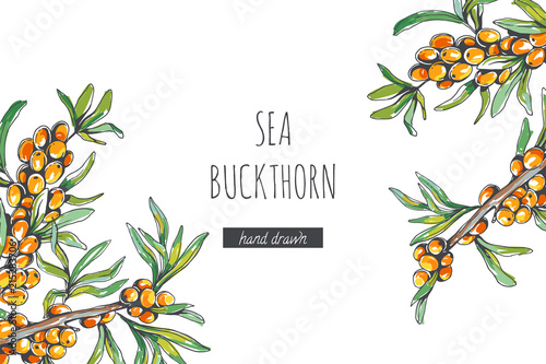 Vector floral background with sea buckthorn branches in sketch style. Hand drawn botanical illustration with fresh berries isolated on white