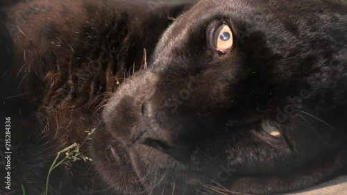 Black panther resting close up