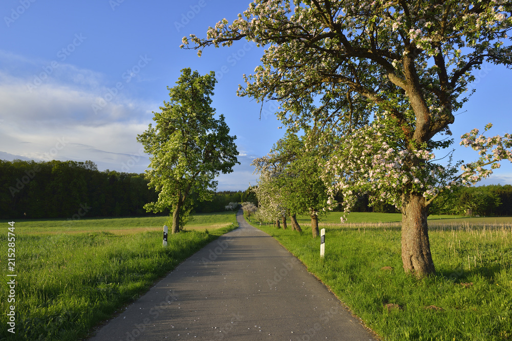 Rural Road with Blossoming Apple Tree in Spring, Walldurn, Neckar-Odenwald-District, Odenwald, Baden-Wurttemberg, Germany