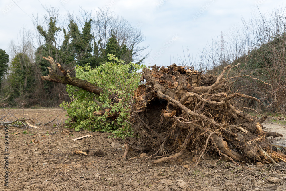 Fototapeta premium Uprooted tree