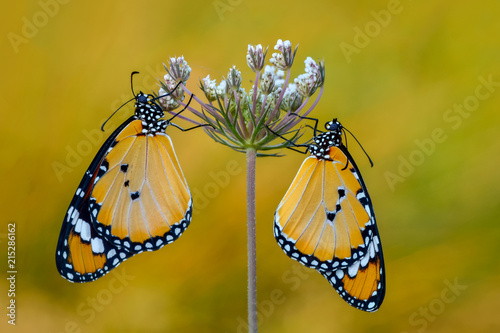 Closeup  beautiful butterfly .Danaus chrysippus & flower in the garden.