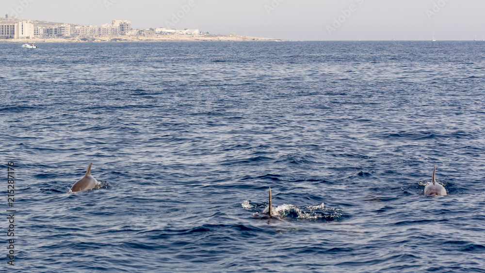 Fototapeta premium Bottlenose dolphins