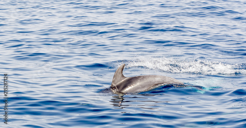 Bottlenose dolphins 