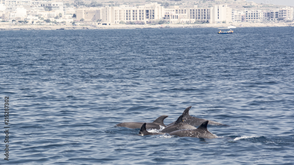 Fototapeta premium Bottlenose dolphins