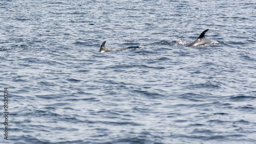 Bottlenose dolphins  © Blackbookphoto