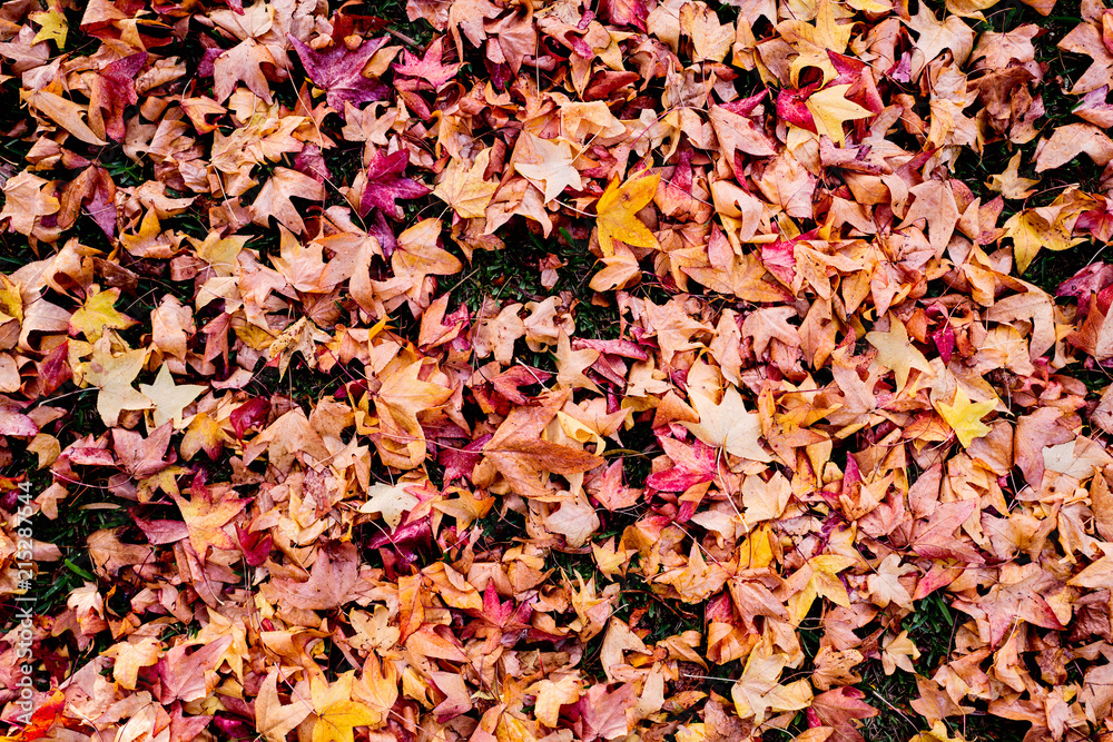 Red and yellow fallen leaves on the ground in autumn Red and yellow fallen leaves on the ground in autumn
