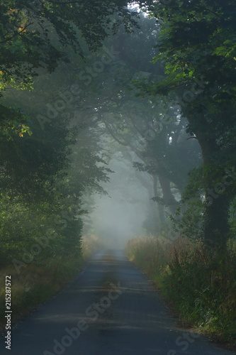 Misty morning in forest in East Devon