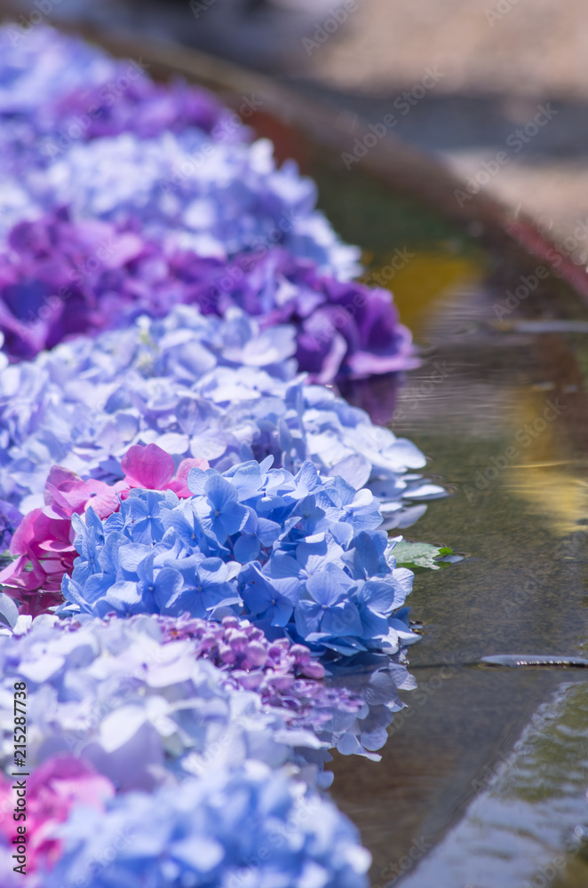 水に浮かべられた紫陽花