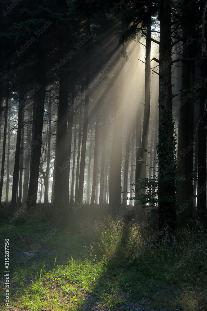 Misty morning in forest in East Devon Misty morning in forest in East Devon