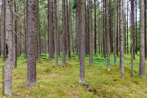 Beautiful forest background, Leningrad region, Russia