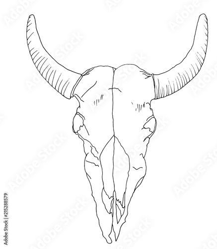 Isolated drawing of the cows skull deaths head