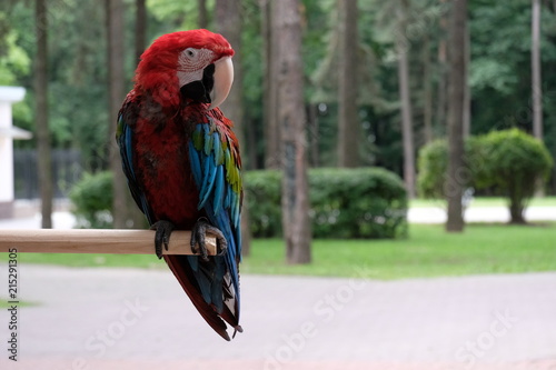 parrot red macaw © Ирина Рачинская