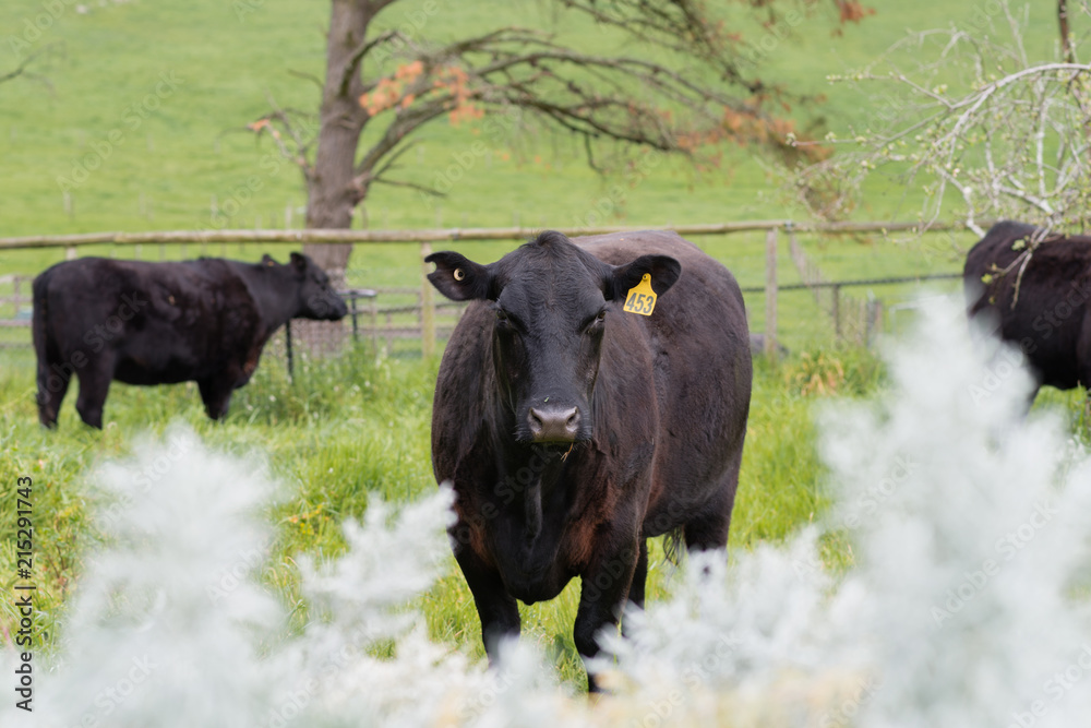 black angus cows in a paddock black angus cows in a paddock