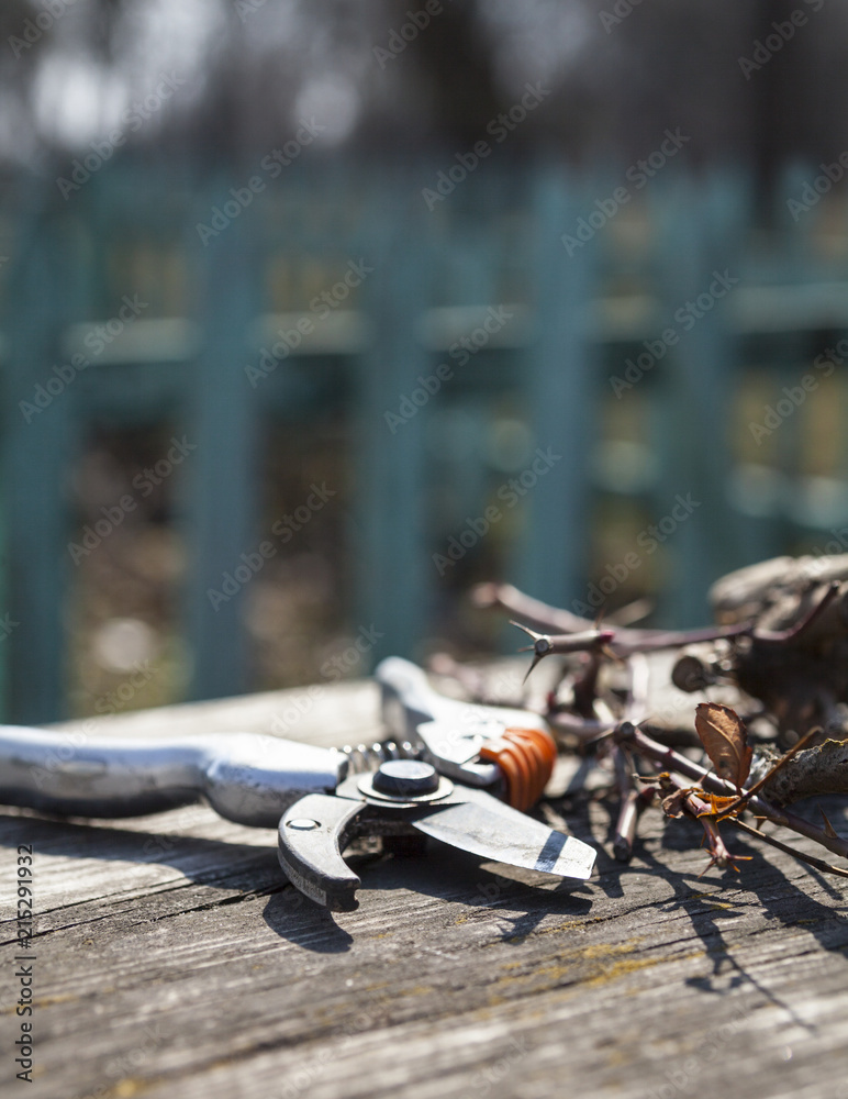 Pruning shears and cut branches Pruning shears and cut branches