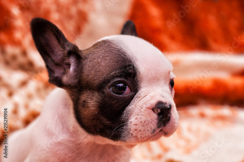 Fototapeta Naklejka Na Ścianę i Meble -  French bulldog puppy