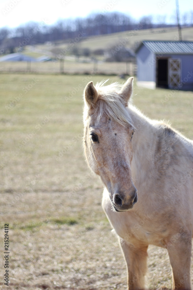 Horses on a Farm Horses on a Farm