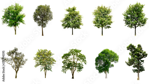 Trees Isolated on a white background, Collection of green trees, Design artwork