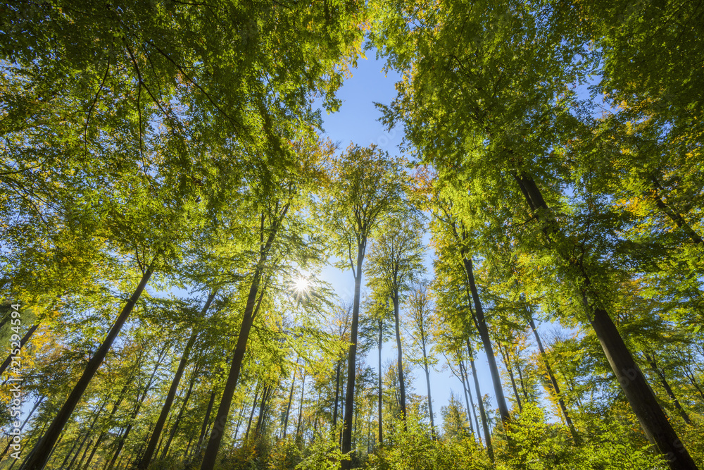 View looking-up into Beech treetops with Sun in Early Fall, Spessart, Bavaria, Germany View looking-up into Beech treetops with Sun in Early Fall, Spessart, Bavaria, Germany