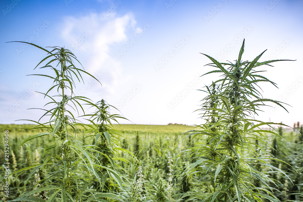 Field landscape with cannabis, used for medical treatment of fatal diseases like cancer, smoking for fun causing addiction, and for industrial use like constructions, textile production, insulation.