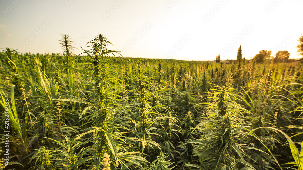 Field landscape with cannabis, used for medical treatment of fatal diseases like cancer, smoking for fun causing addiction, and for industrial use like constructions, textile production, insulation.