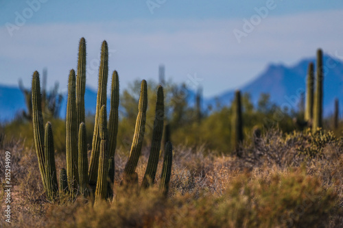 San Nicolas..Sahuaros, Pitahaya, y otras especies de Cactus y matorrales espinos característicos del del desierto sonorense por la carretera a Bahia de Kino y  San Nicolas  en Sonora Mexico. .26 dicie photo