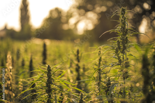 Field landscape with cannabis, used for medical treatment of fatal diseases like cancer, smoking for fun causing addiction, and for industrial use like constructions, textile production, insulation.