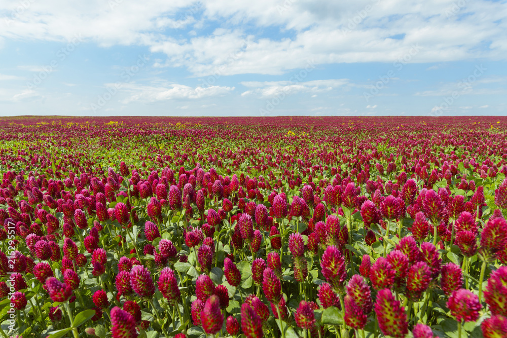Field of crimson clover (Trifolium incarnatum) on a sunny day in Burgenland, Austria Field of crimson clover (Trifolium incarnatum) on a sunny day in Burgenland, Austria