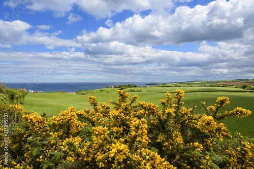 Scenic view of countryside with common gorse in spring at St Abbs in Scotland photo