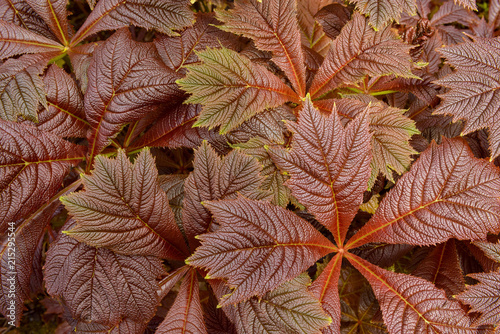 Close-up of Giant saxifragaceae (Rodgersia podophylla) plant in Dunvegan on the Isle of Skye, Scotland photo