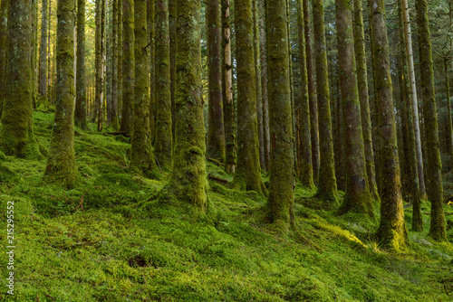 Strong mossy tree trunks and forest floor in a conifer forest at Loch Awe in Argyll and Bute in Scotland