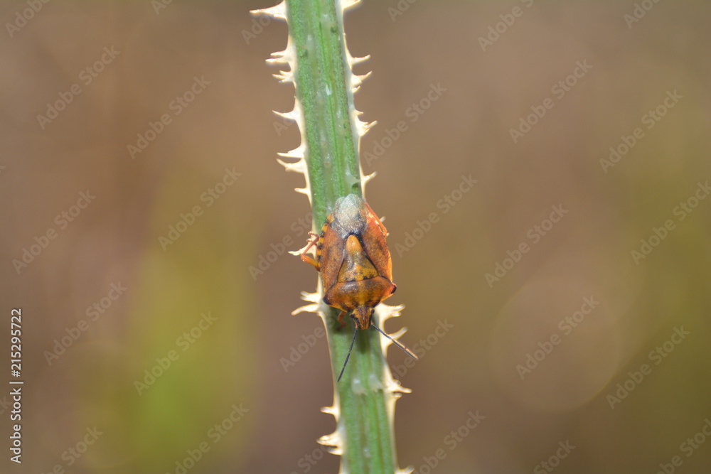 Fototapeta premium Farbenfrohe Wanze - Baumwanze in der Natur mit braunem Hintergrund