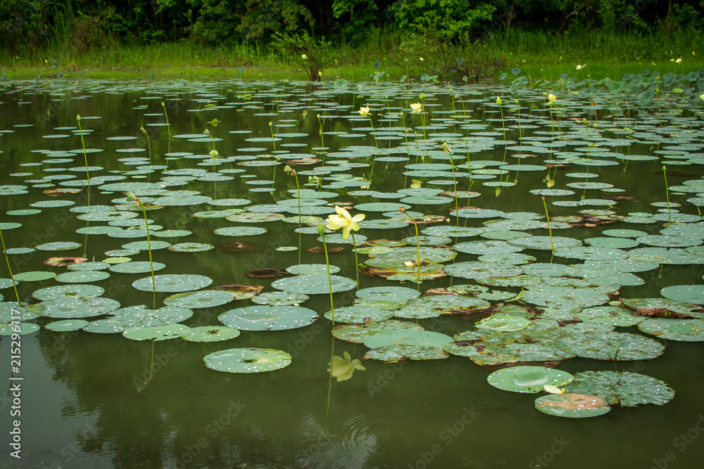 Lily pads on water