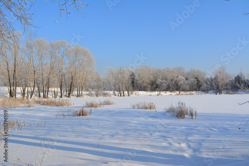 Winter landscape. Trees and herbs grow on the bank of frozen river. Blue sky and shadows on snow. © Happy Dragon