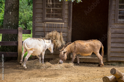 A couple of mules photo