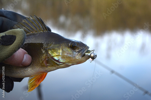 A perch on a hook. Fish in the fisherman's hand. Pond in the village. The bait in a predator jaw. Sports with spinning. Silicone artificial fishing lures. Near the water in winter.