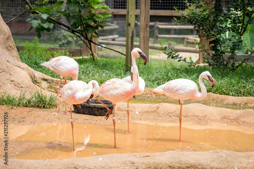 Pink flamingos in water photo