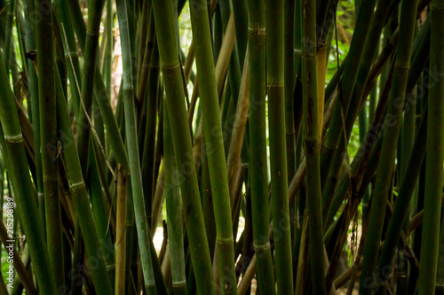 Tall stalk of bamboo