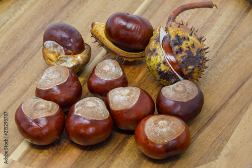 Conkers in different stages of emersion - horse chestnut photo