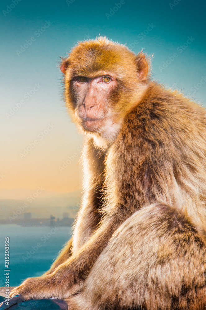 Naklejka premium Hochkant Makakenportrait bei Sonnenuntergang