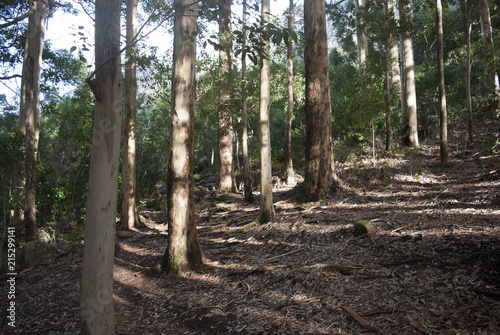 Trees in a pine Forrest with sun shining on them