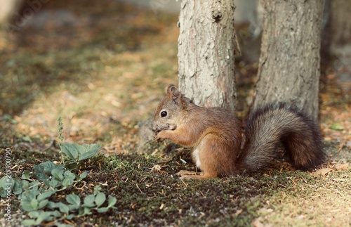 Red Squirrel, Sciurus vulgaris, Finland