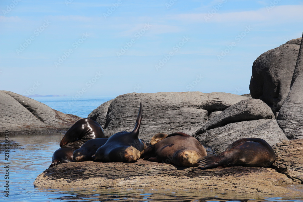 Fototapeta premium Loreto Bay Baja California Sur, Coronado Island Seal