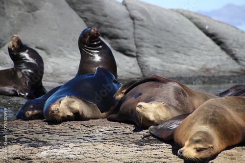 Loreto Bay Baja California Sur, Coronado Island Seal