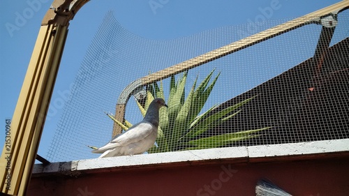 Fotografie Piccolo piccione chiaro