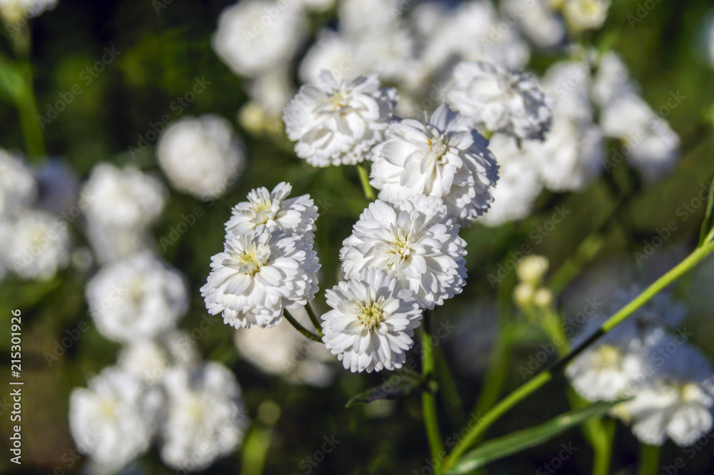 summer flowers, flowers in the forest. white petals, summer garden summer flowers, flowers in the forest. white petals, summer garden
