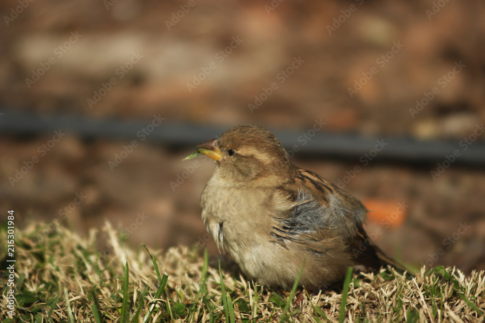 Ave zorzal gorrión petirrojo alimentándose comiendo bird eating Ave zorzal gorrión petirrojo alimentándose comiendo bird eating