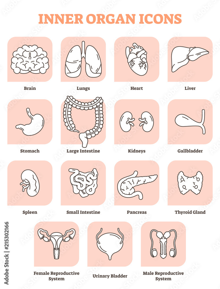 Inner organ icons vector illustration collection set. Labeled medical