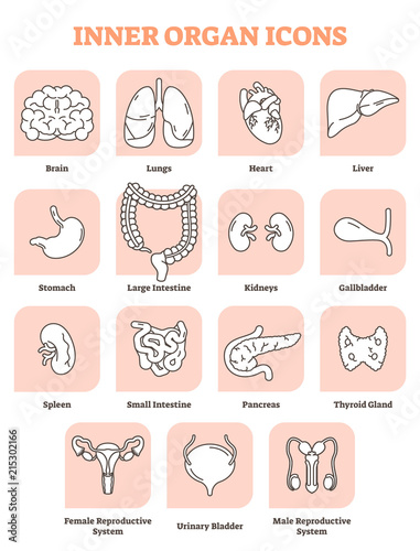 Inner organ icons vector illustration collection set. Labeled medical and anatomical human brain, lungs, heart, liver and stomach. All male and female internal body parts