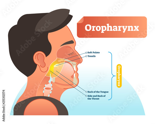Oropharynx vector illustration. Anatomical labeled scheme with human soft palete, tonsils, back of tongue and side of throat. Diagram for pulmonary and throat medicine.